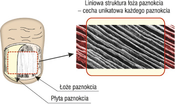 Rozpoznawanie struktury oa paznokcia