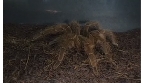 Kamera Tarantula