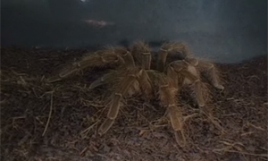 Kamera Tarantula