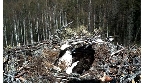 Kamera Rybo��w w Parku Narodowym Lahemaa