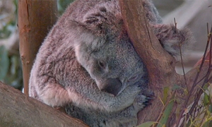 Koala w San Diego